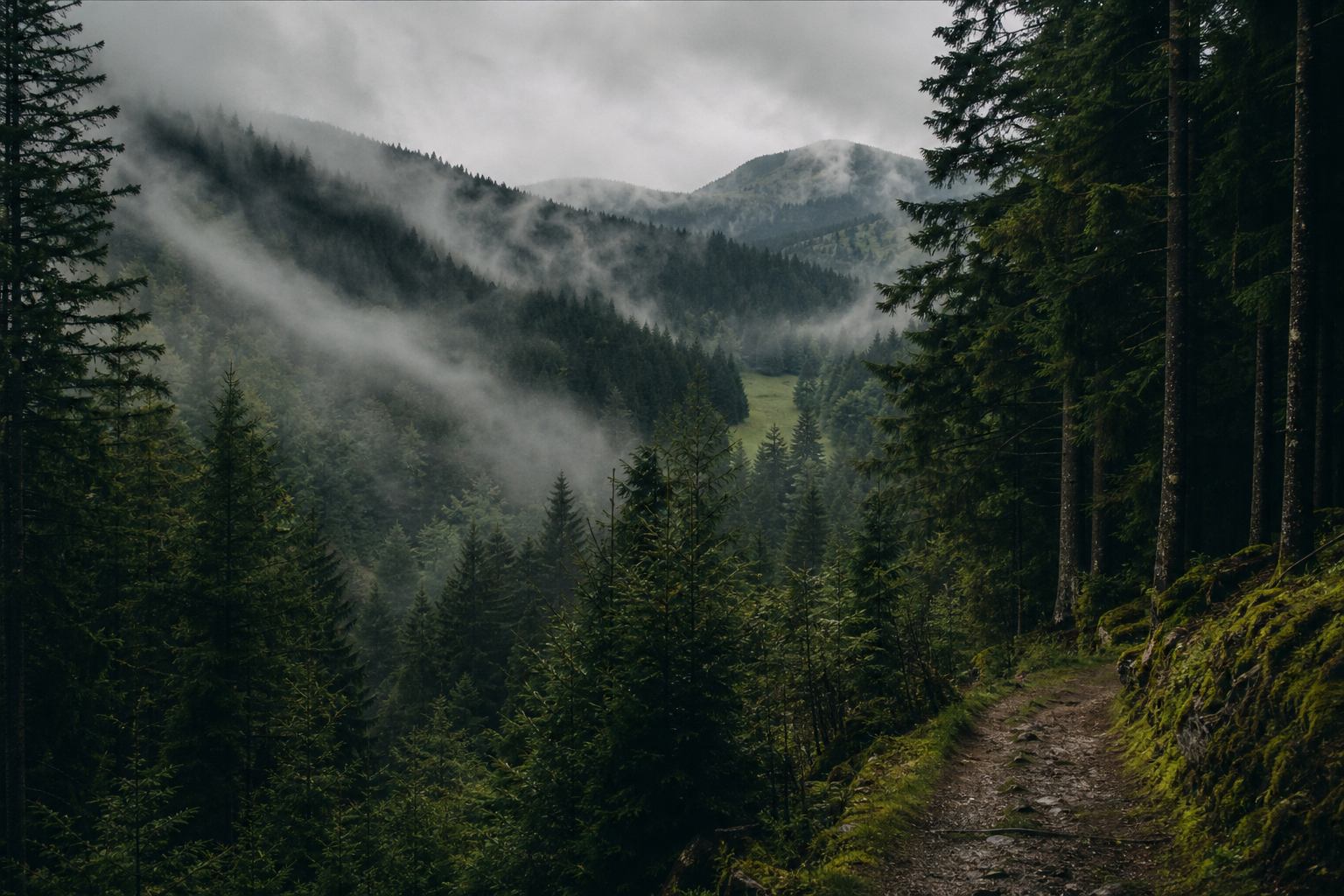 Schwarzwaldhöhenweg mit Tannen und Fernblick